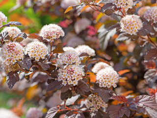 Blühende dunkelrote Blasenspiere, Physocarpus opulifolius