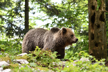 Plakat Frei lebender slovenischer Braunbär im Wald
