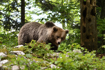 Naklejka na ściany i meble Frei lebender slovenischer Braunbär im Wald