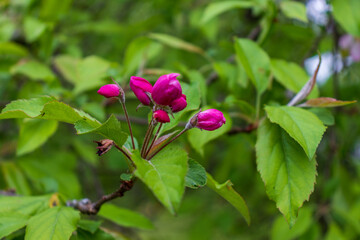 blooming apple tree branch close up pink flowers