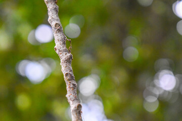 spring tree branch. Branch of tree showing leaves with natural background.