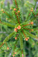 A young sapling of spruce grows in the ground. Sapling spruce planted by man. Forest management. Spruce painted against pests. Selective focus