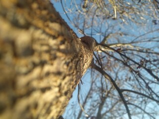 bird on tree