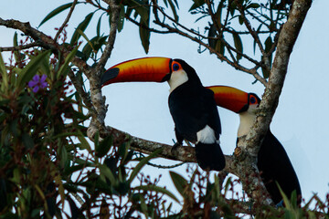toucan couple in a tree