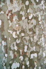 Spotted bark of a sycamore tree. Macro