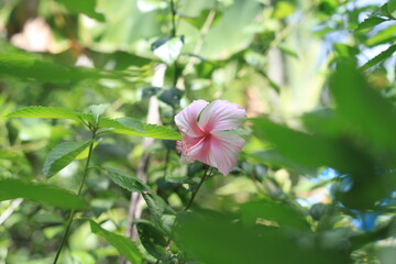 pink and white flower