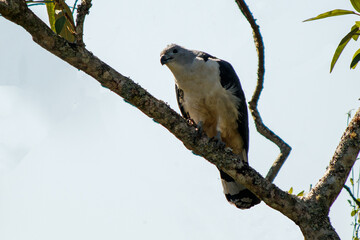 hawk in a tree