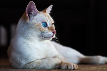 Cute white cat with impressive blue eyes laying on the carpet, black background with copy space