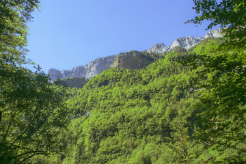 Fototapeta na wymiar Bosque de pinos en el parque nacional de Ordesa, Huesca, España. Ladera junto al río Arazas bajo el denso follaje de los árboles en verano.