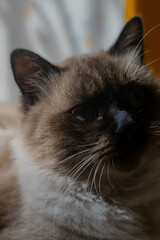 Portrait of a siamese cat
