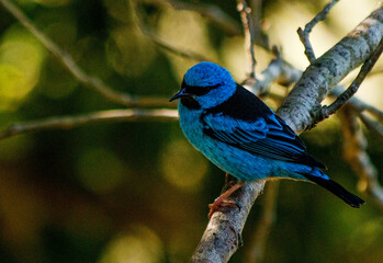 blue birdon a branch