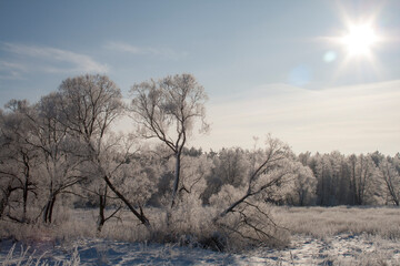 landscape with trees