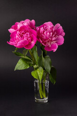 Bouquet of pink peonies in a glass vase on a black background. Floral card design