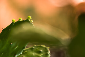 Green tiny cactus buds growing towards the light on a warm background in bokeh with copy space