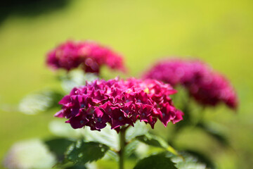 hydrangea, full bloom of hydrangeas