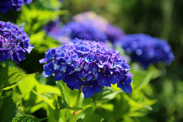 hydrangea, full bloom of hydrangeas