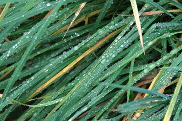 Autumn grass covered with drops of november rain. Autumn mood.