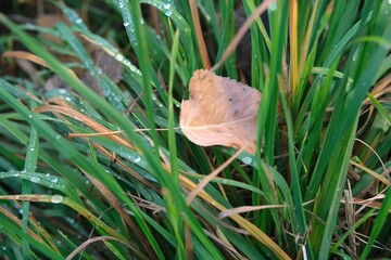Autumn grass covered with drops of november rain. Autumn mood.