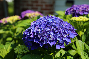 hydrangea, full bloom of hydrangeas