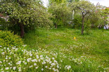 Green lawn with blooming dandelion flowers on a clear sunny day. Spring, summer beginning. Forest, public park. Soft sunlight, sunbeams. Nature, botany, environment, ecology, ecotourism, gardening