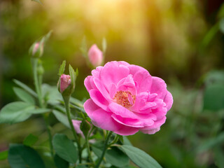 Obraz premium Close up Pink Damask Rose flower.
