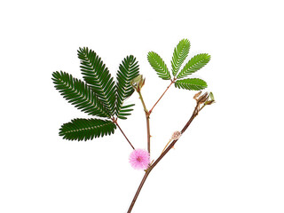 Close up of Sensitive plant leaves.