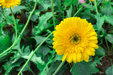 Yellow Gerbera grows in the garden