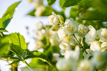 Beautiful fresh white jasmine flowers in the garden with raindrops. Summer sunny day. Jasmine flowers close up on blurred natural background