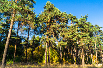 lush crowns of mighty pines, illuminated by the rays of the setting sun