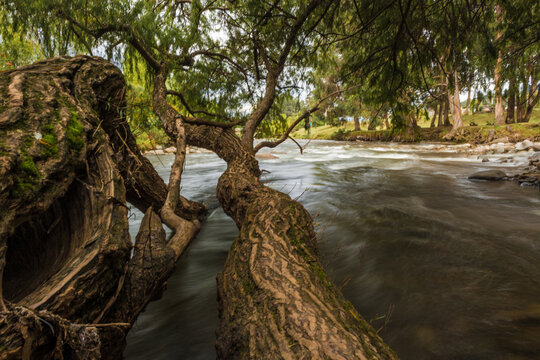 &Aacute;rbol ca&iacute;do en el r&iacute;o, agua correntosa, d&iacute;a nublado, caminata por la naturaleza.