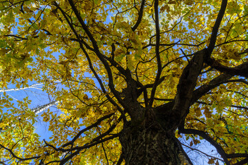 Relic oaks with lush crowns illuminated by the cold autumn sun.Beautiful ancient oak grove Golden autumn.	