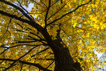 crowns of oak trees with yellow foliage.golden autumn