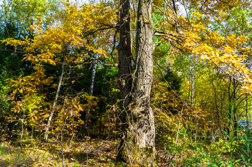 crowns of oak trees with yellow foliage.golden autumn