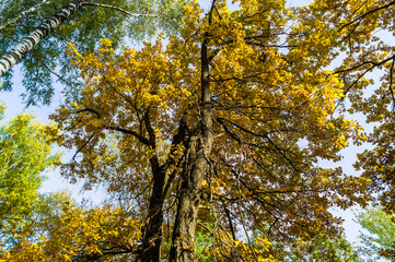 crowns of oak trees with yellow foliage.golden autumn