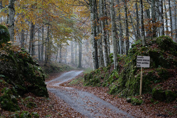 Naklejka premium Bosco del Cosentino