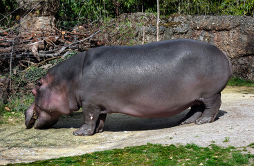 Hippopotamus eats hay in its enclosure. Latin name - Hippopotamus amphibius