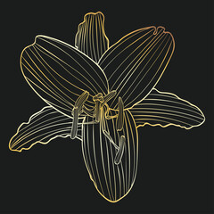 Gold lily line art