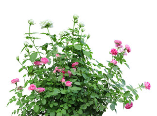 Bush rose flower isolated on white background. This has clipping path
