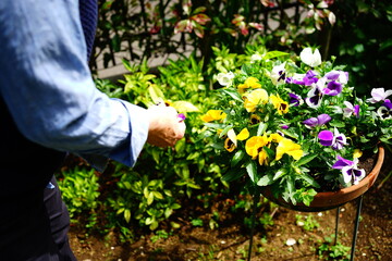 Woman, Gardener, gardening in the flower garden - ガーデニングをする女性