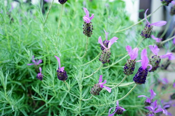 French Lavender, purple flower - ラベンダー 紫色の花