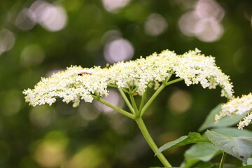 weiße Blüten von Holunder
