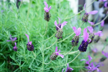 French Lavender, purple flower - ラベンダー 紫色の花