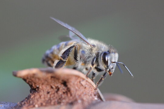 Abelha Europa MACRO