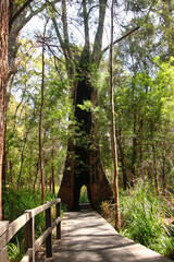 Giant trees in the Valley of the Giants, Walpole-Nornalup National Park, near Walpole, Western Australia