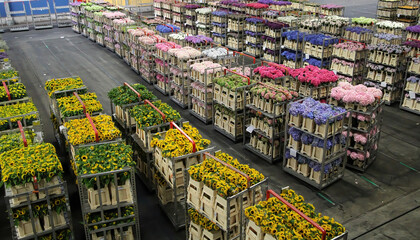 Carts of variety of flowers staging at Aalsmeer  auction market - obrazy, fototapety, plakaty