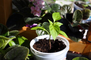 Growing pepper seedlings in white plastic round yogurt container near window in bright daylight sun. Beautiful plants peppers green leaves veins shine through in sunlight, ecologicaly clean black soil