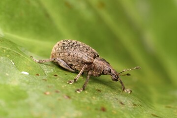 little brown beetle Brachypera dauci