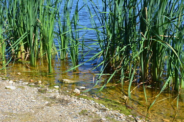 reeds in the water