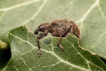 little brown beetle Brachypera dauci