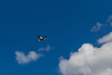 Fototapeta na wymiar home for migrating storks in sunny sky